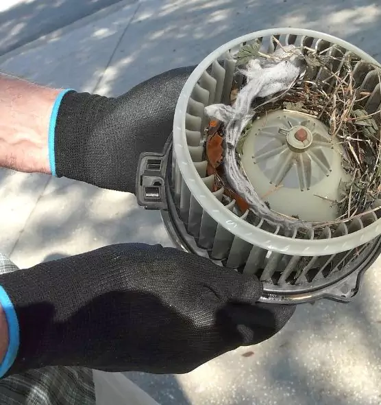 About Air Duct Mice Removal in Panama City, FL